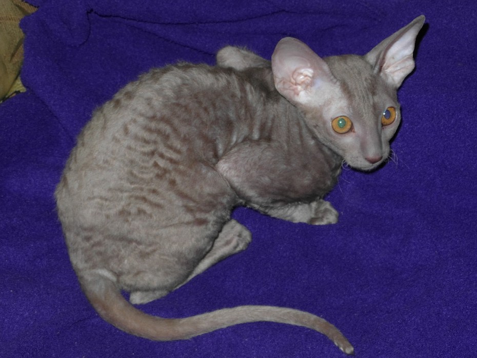 Шерсть кошки