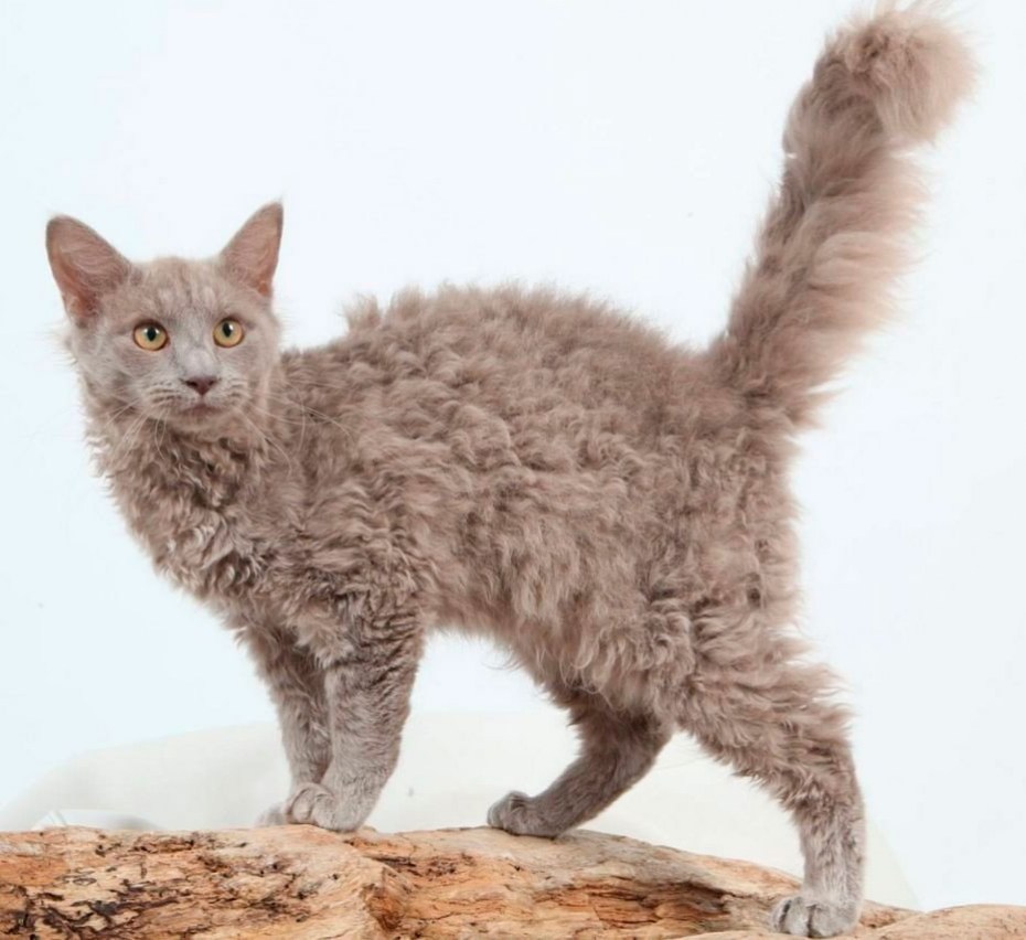 Уральский Корниш рекс