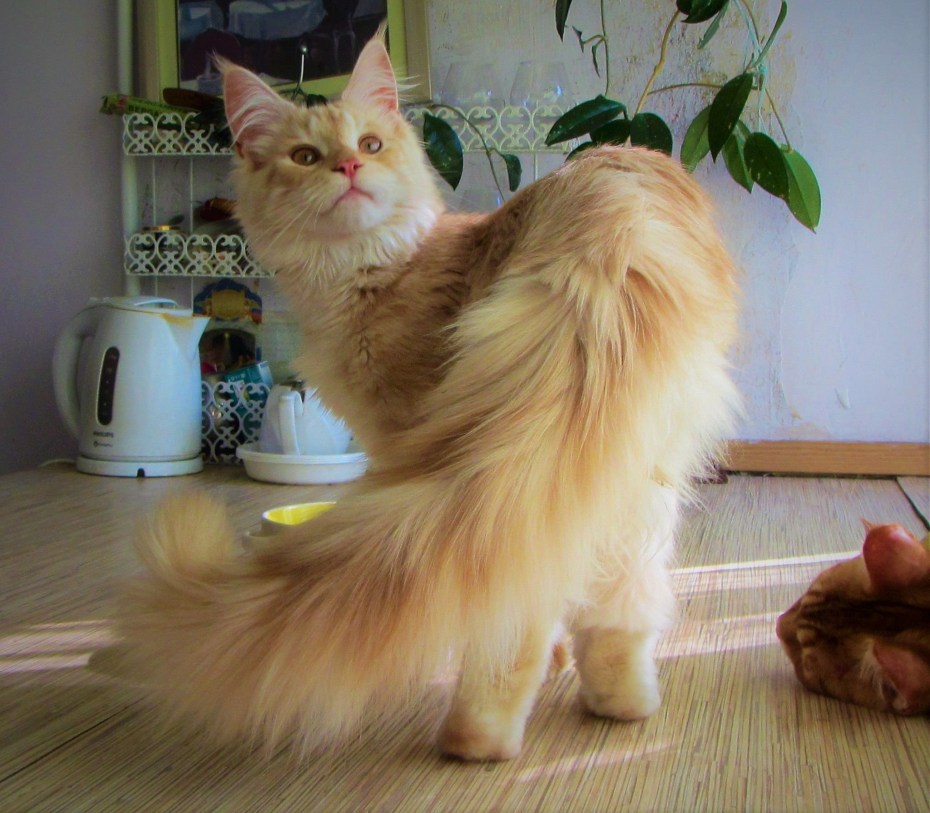 Мейн куны котята хвост