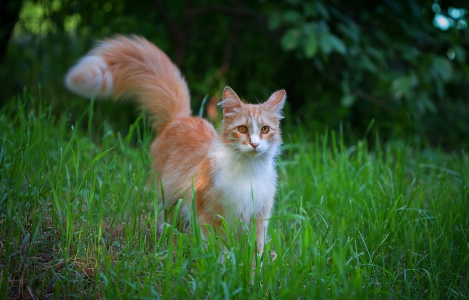 Бело рыжие коты