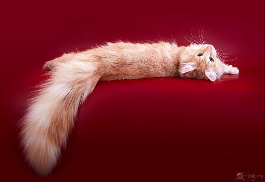 Хвостик котика