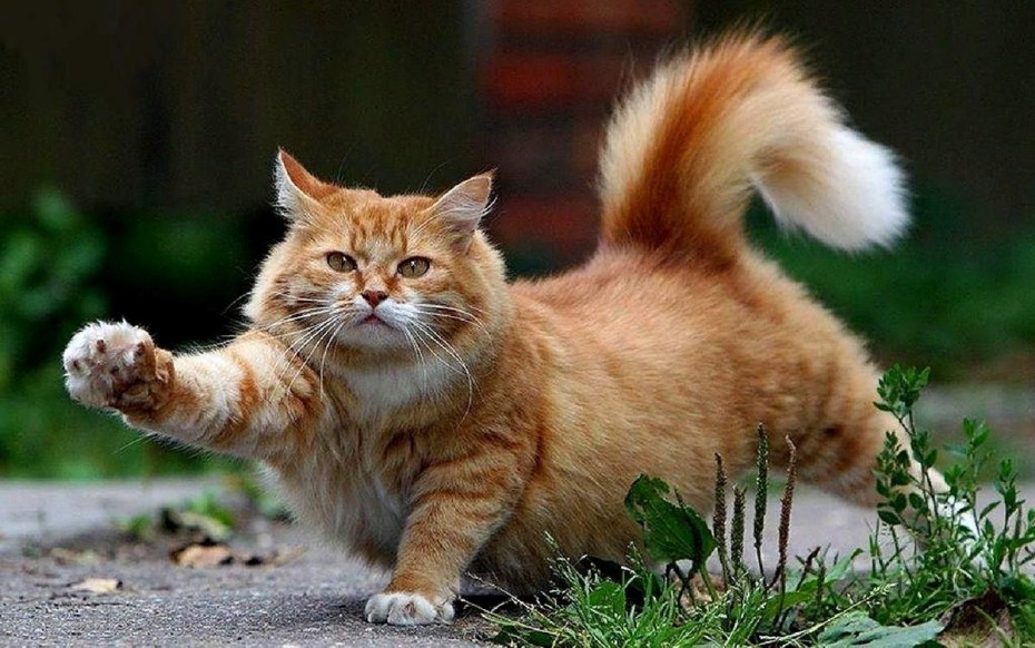 Большой рыжий кот