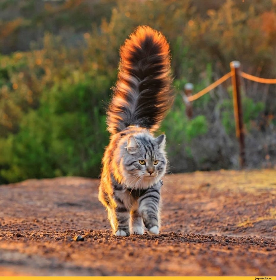Коты с пушистыми хвостами