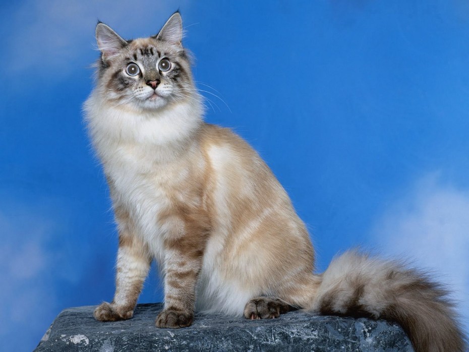 Красивые кошки