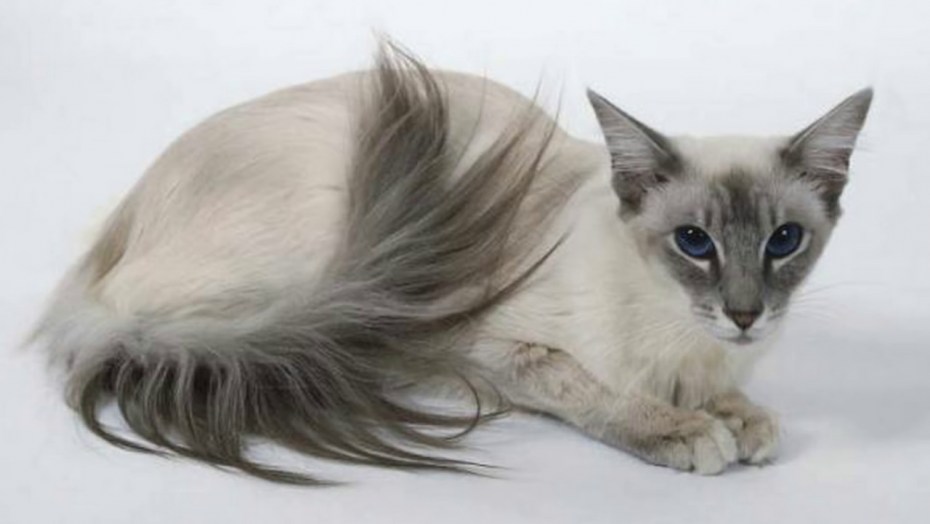 Балинезийская кошка