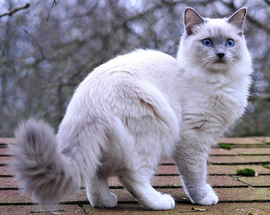 Белый кот с серым хвостом
