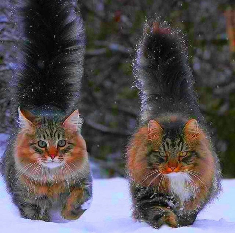 Сибирский Лесной кот