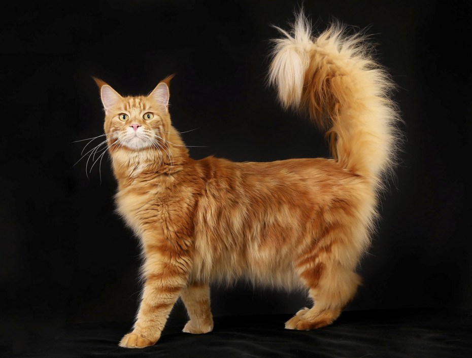 Рыжие коты Мейн кун