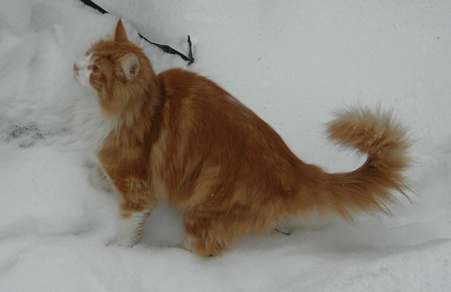 Норвежская Лесная кошка хвост