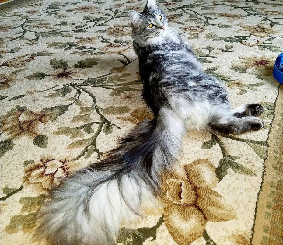 Кот Сигнус с самым длинным хвостом