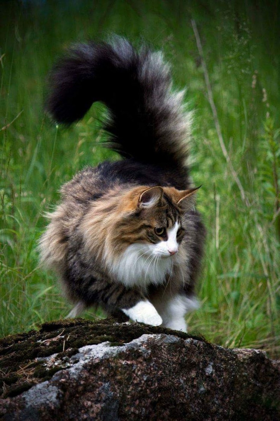 Норвежская Лесная кошка пушистая