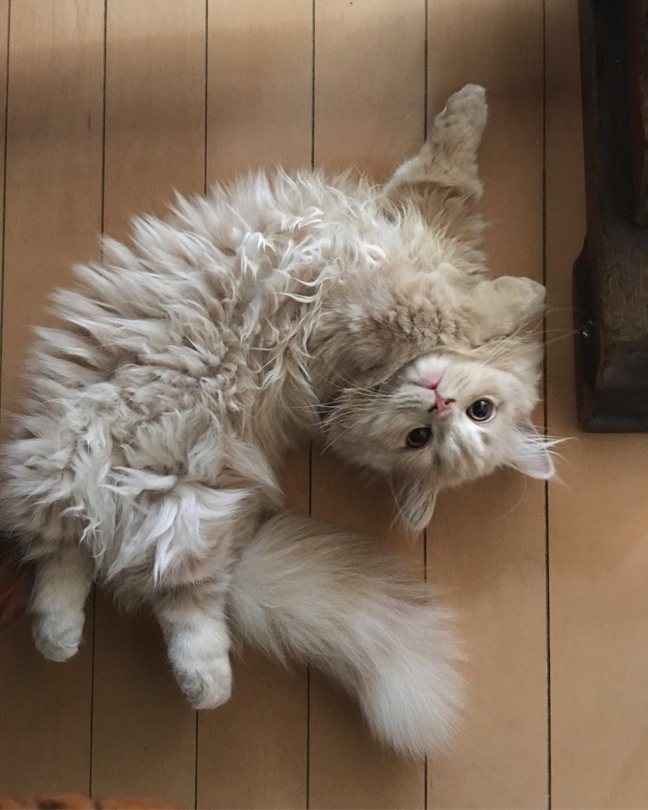 Кошка Белль
