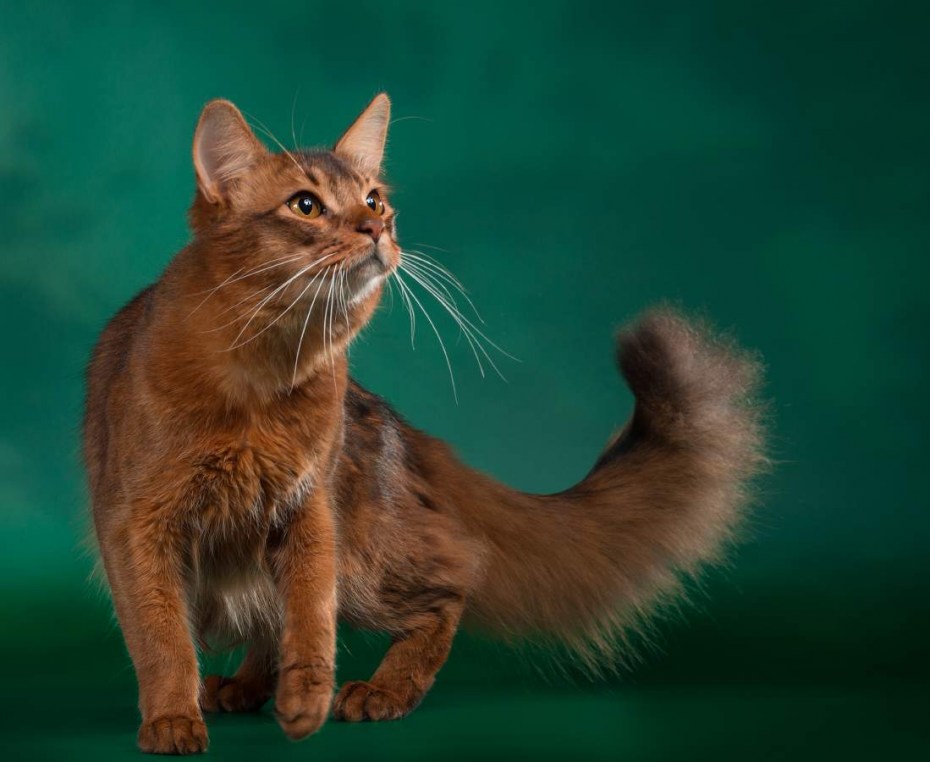 Сомалийская кошка