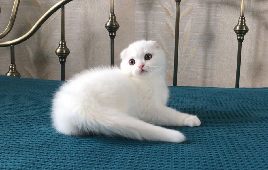 Скоттиш-фолд Шотландская вислоухая кошка белый