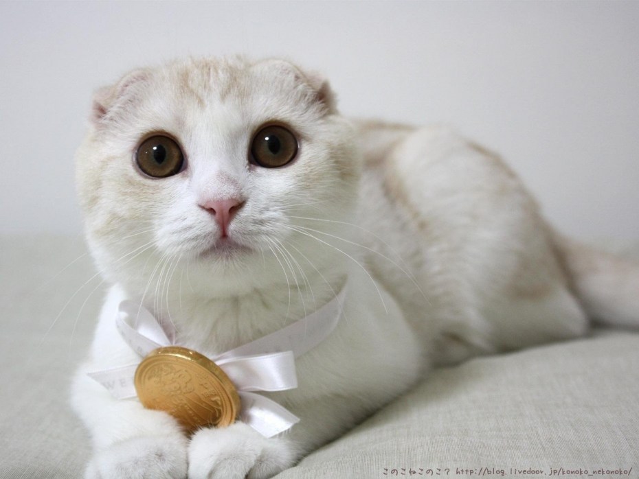 Скоттиш фолд шиншилла