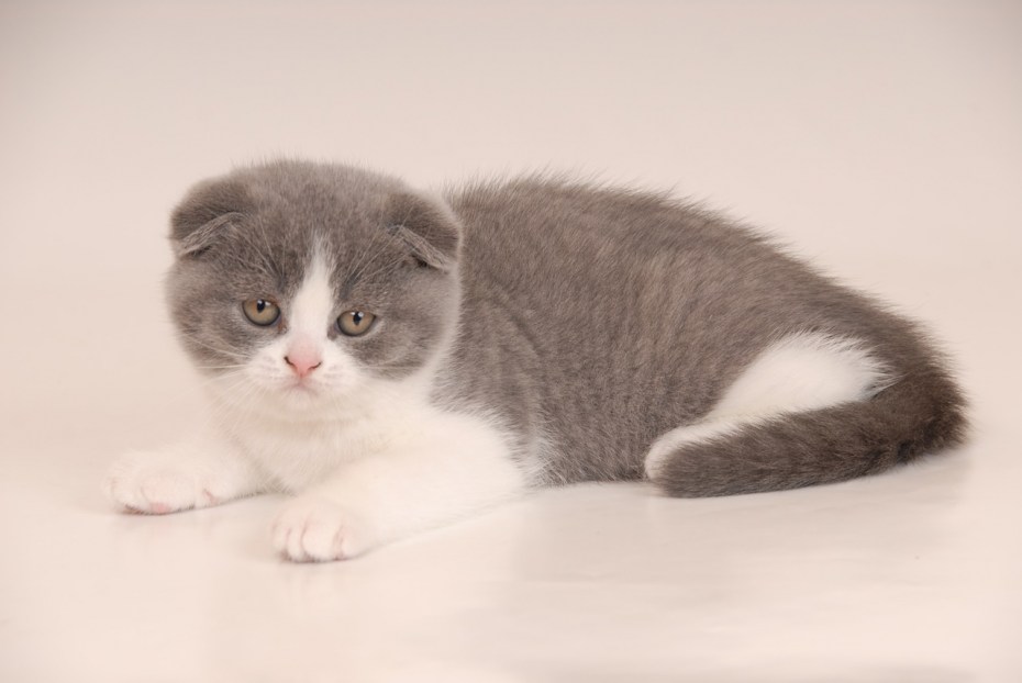 Скоттиш фолд кот белый