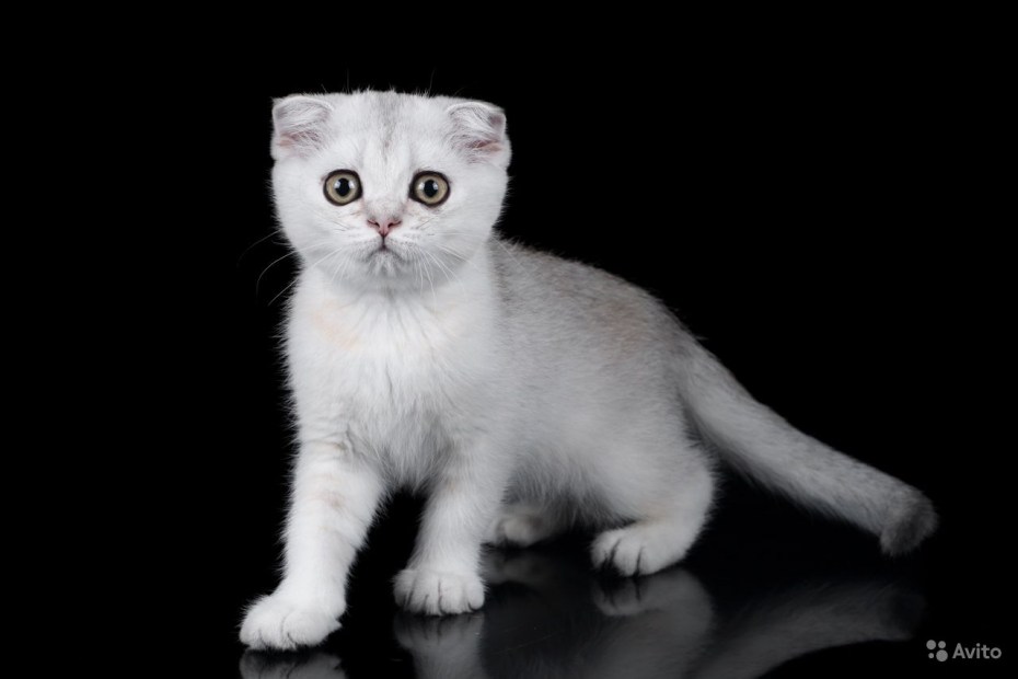Шотландский вислоухий кот Самара
