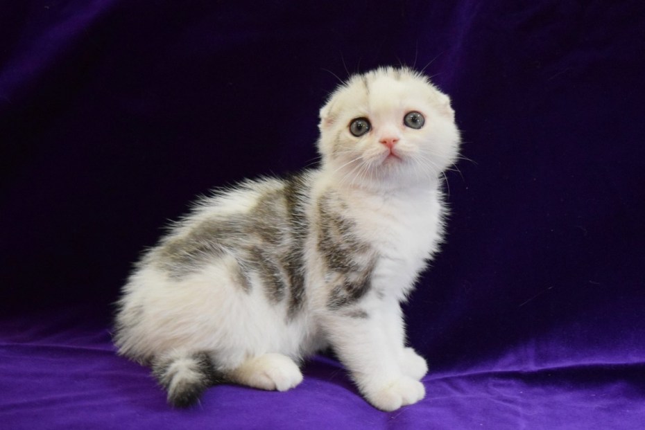 Шотландская вислоухая кошка альбинос