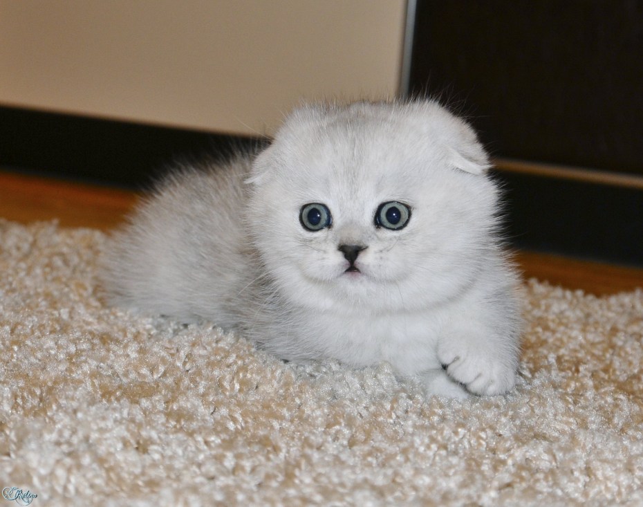 Вислоухий британский кот Себо белый
