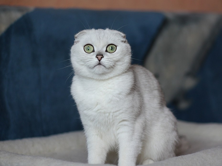 Вислоухие котята шотландцы