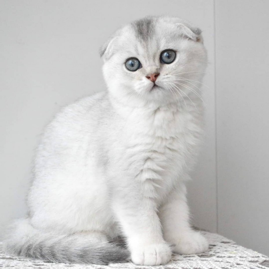 Шотландская вислоухая кошка белая