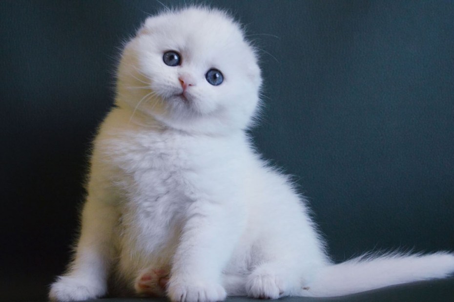 Шотландская вислоухая кошка