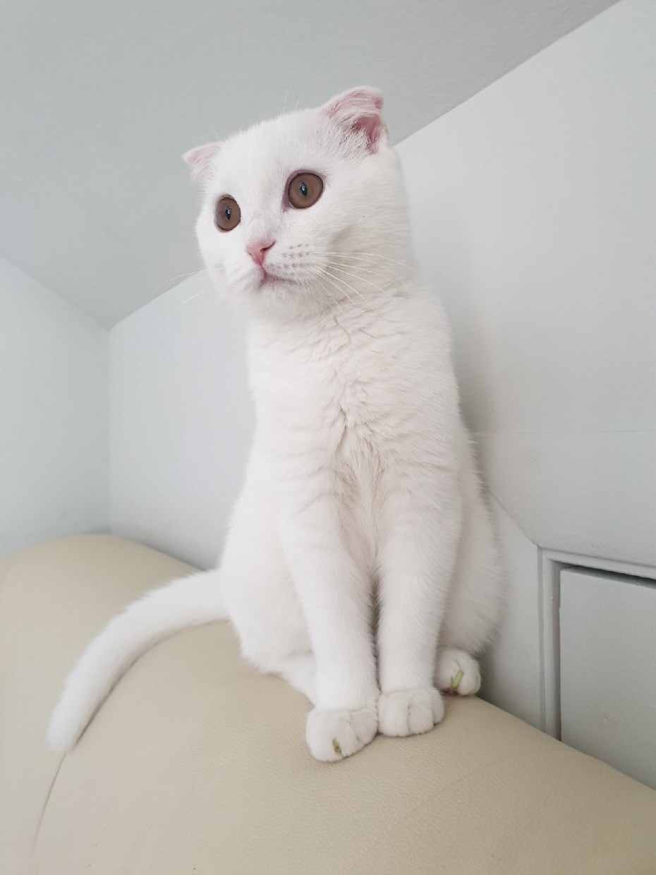 Шотландская вислоухая кошка