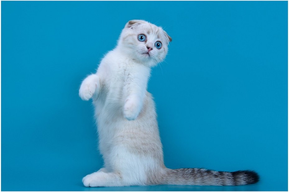 Скоттиш фолд