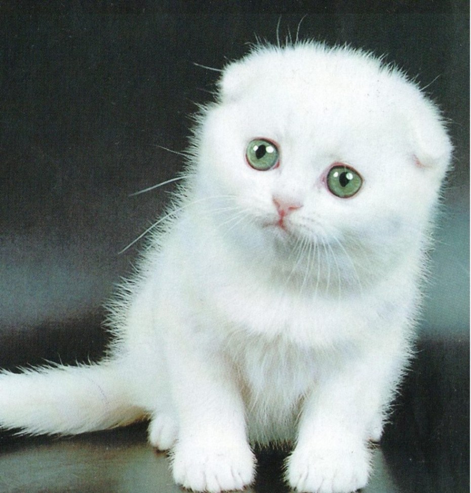 Очень дорогие скоттиш фолд