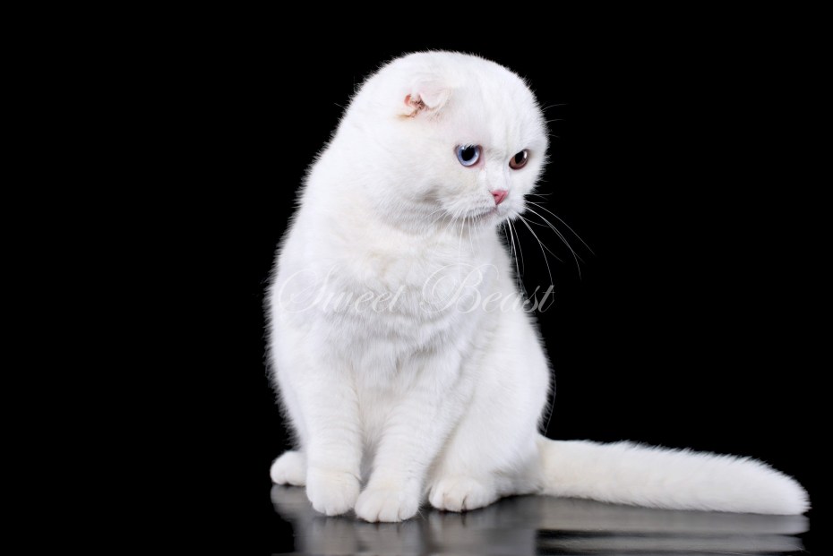 Шотландская вислоухая шиншилла