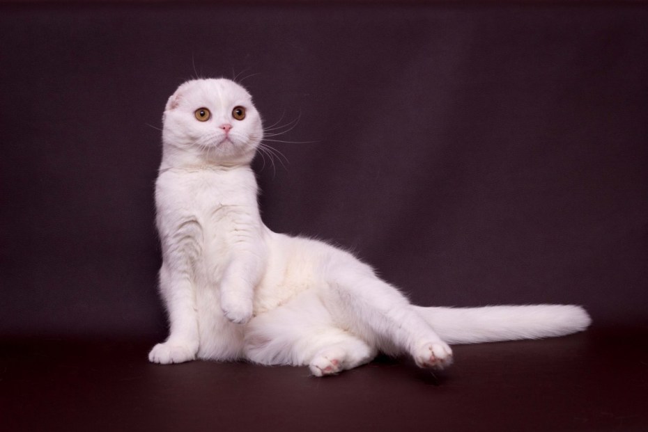 Скоттиш-фолд Шотландская вислоухая кошка