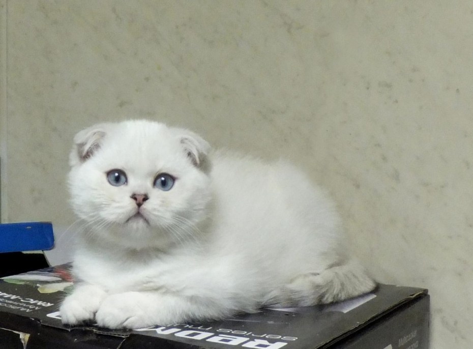 Котята вислоухие серо белые рыжие