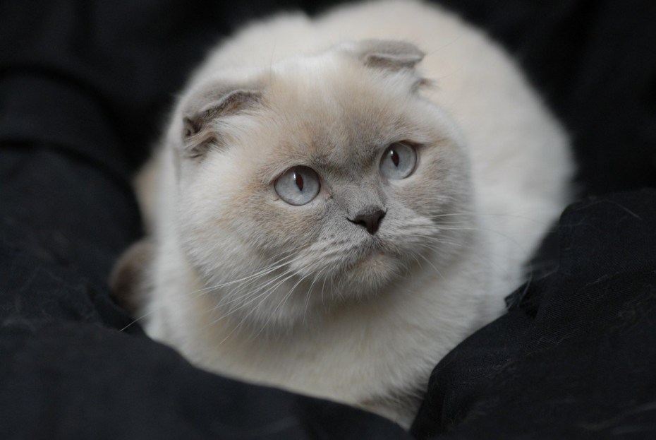 Скоттиш фолд Манчкин
