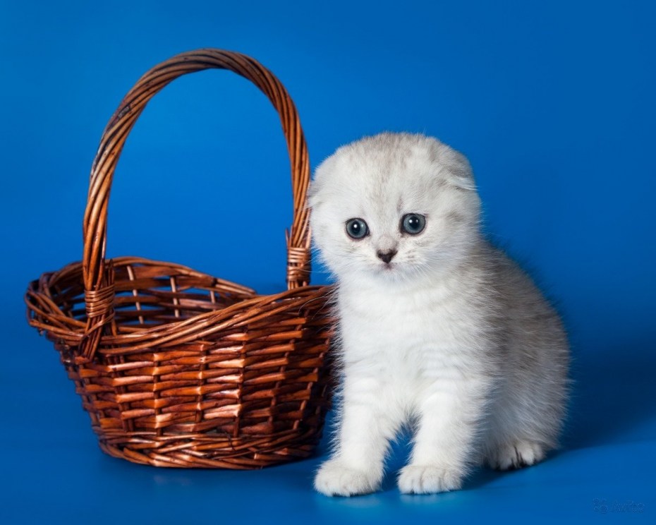 Шотландский вислоухий котёнок белый разноглазый