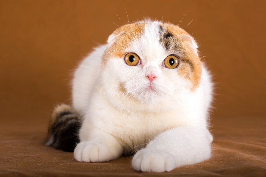Британский вислоухий кот белый