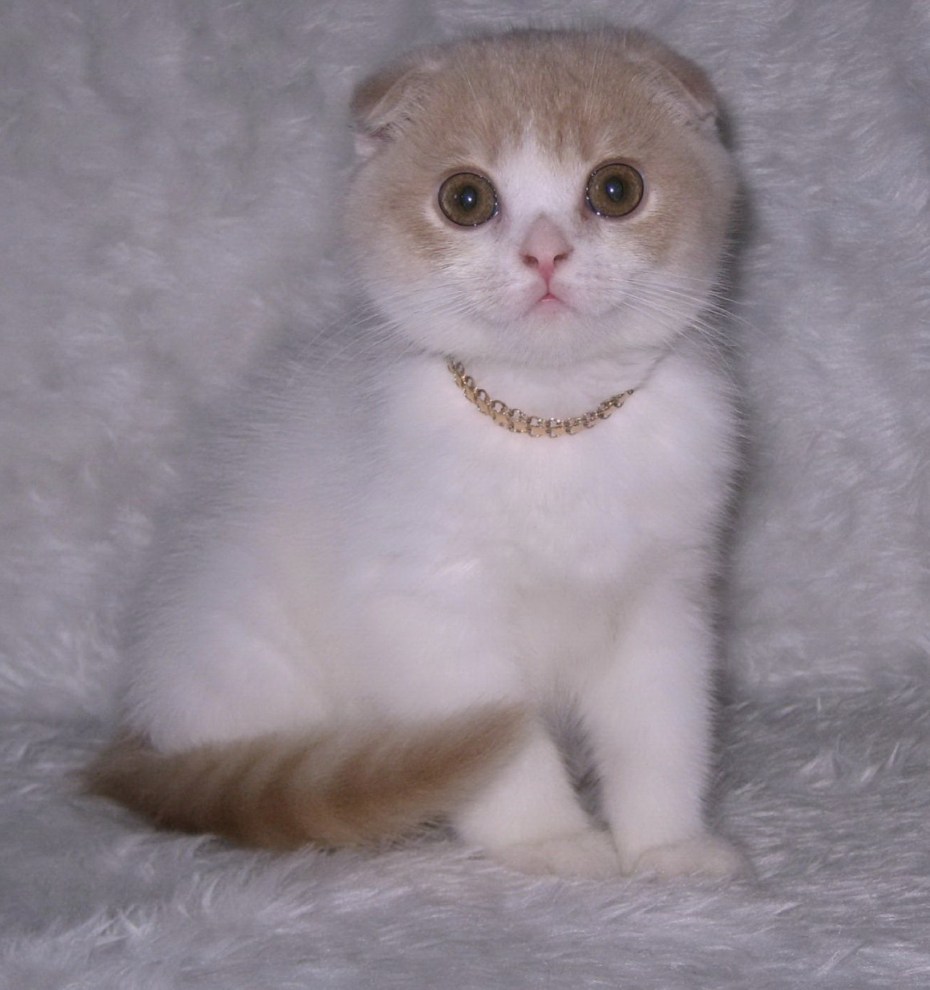 Шотландский вислоухий кот белый
