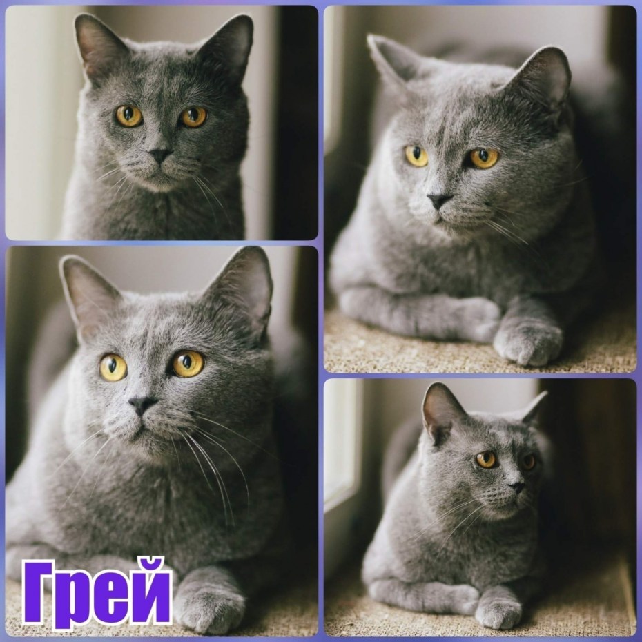 Шотландский от британца
