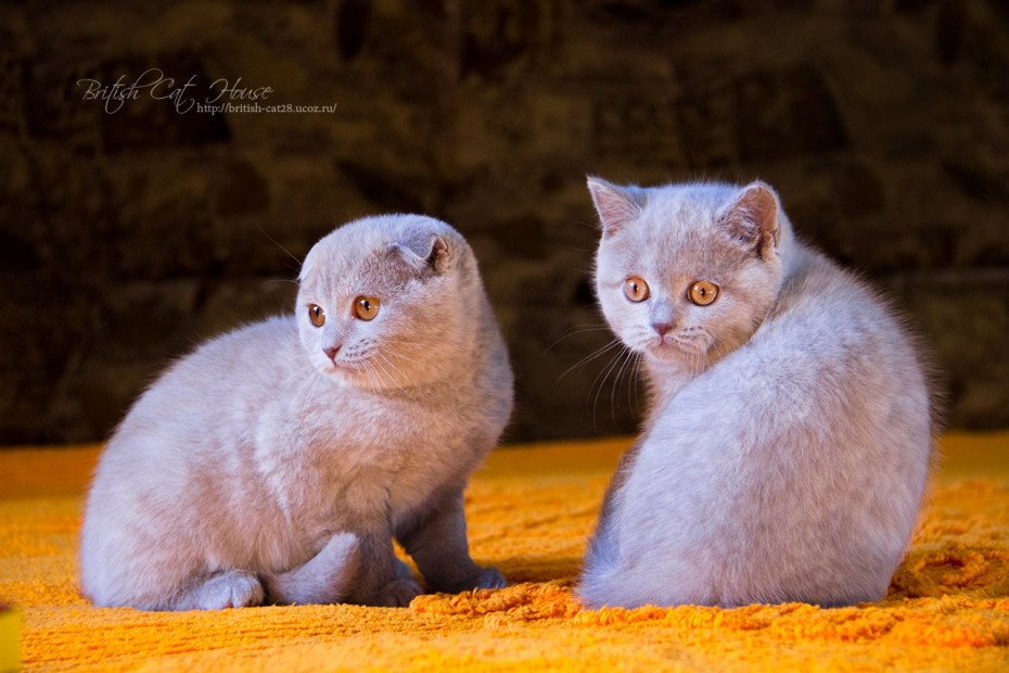Кошки британский шотландец