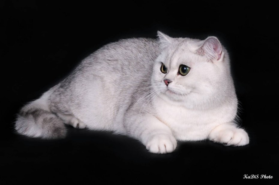 Британский и шотландский кот