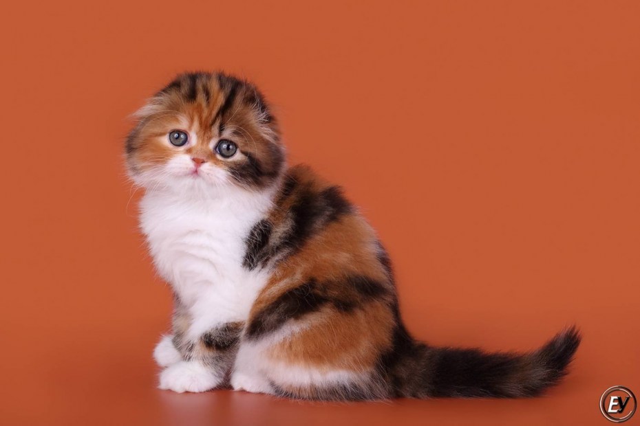 Котята скоттиш фолд трехцветные