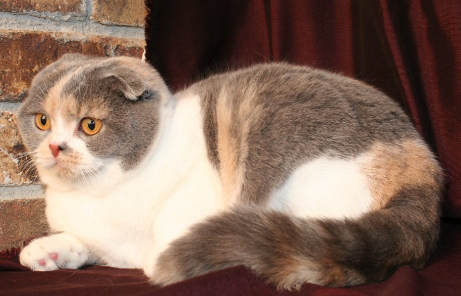 Шотландская вислоухая кошка трехцветная