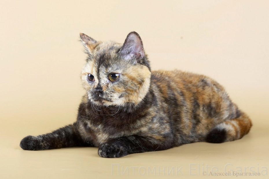 Средняя настоящая кошка