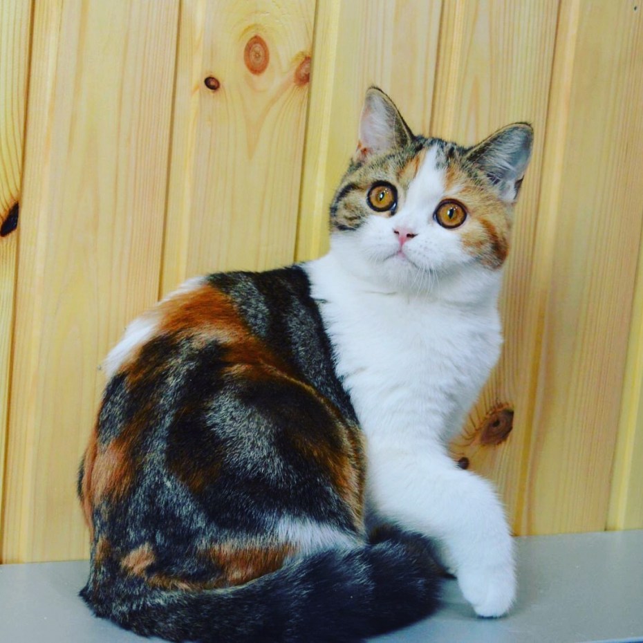 Курильский бобтейл длинношерстный