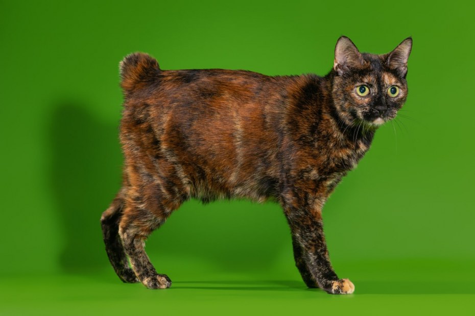 Кошка черепахового окраса яркая красивая
