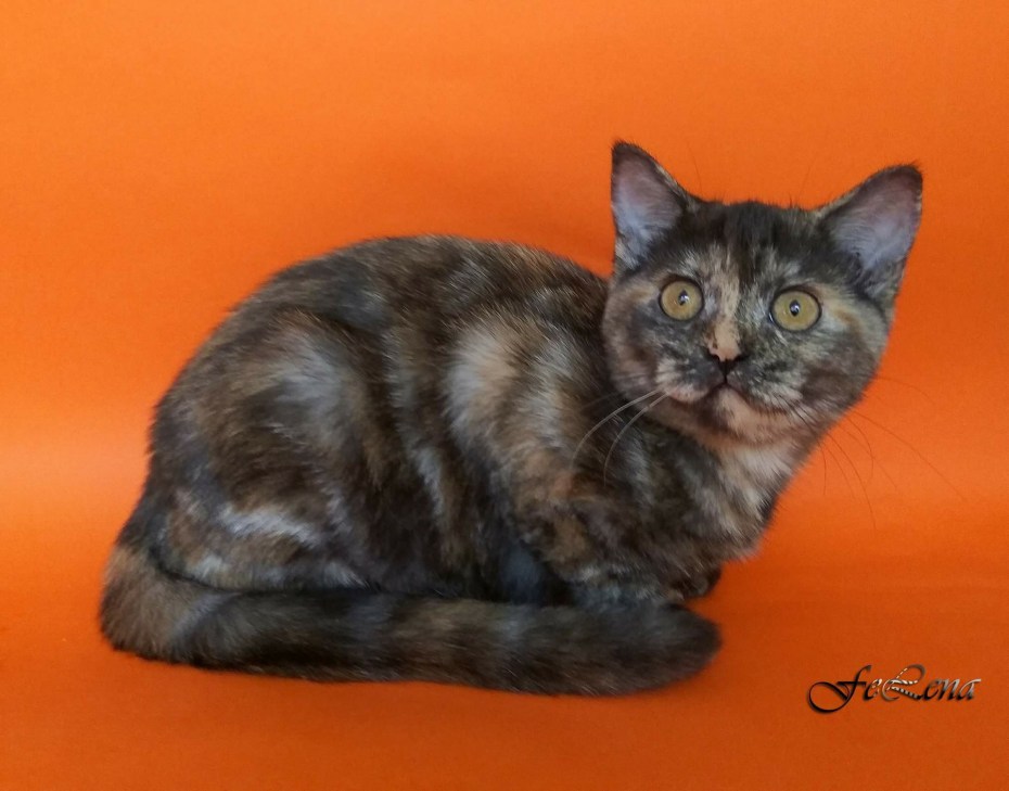 Скоттиш фолд Калико