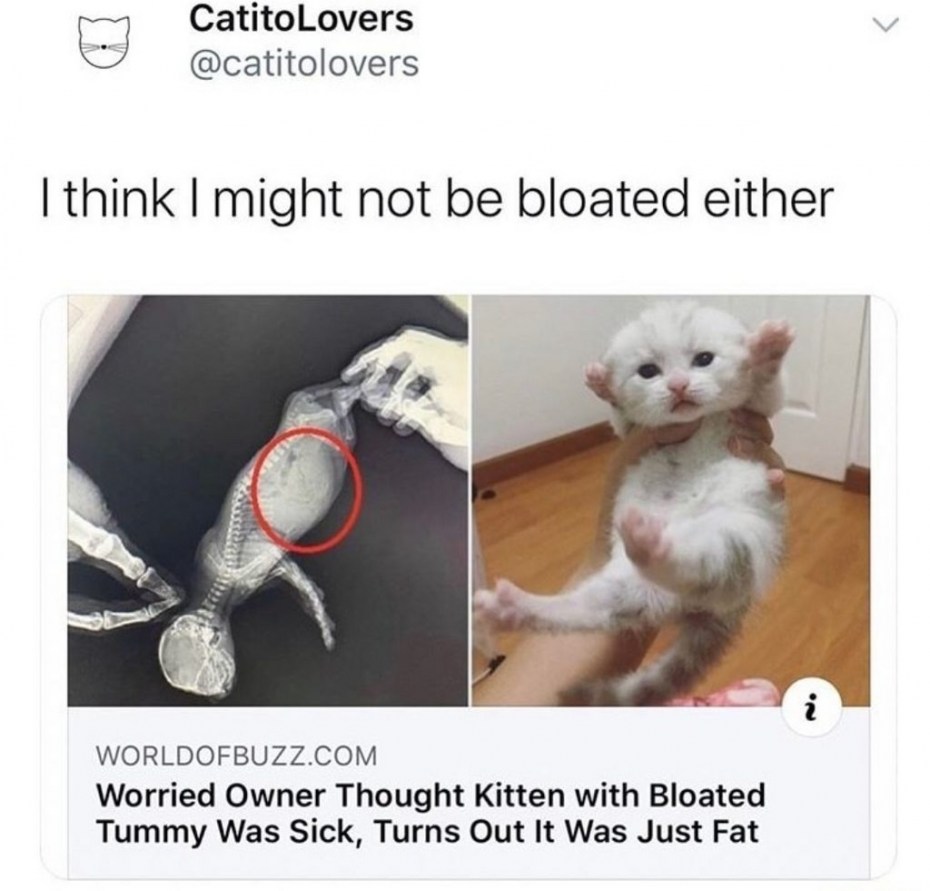 У котенка шарик в животе котенка