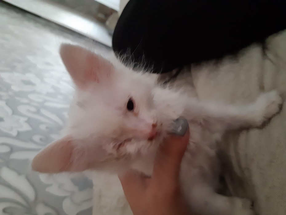 Беременная Шотландская кошка