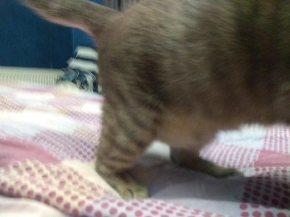Котик толстый животик