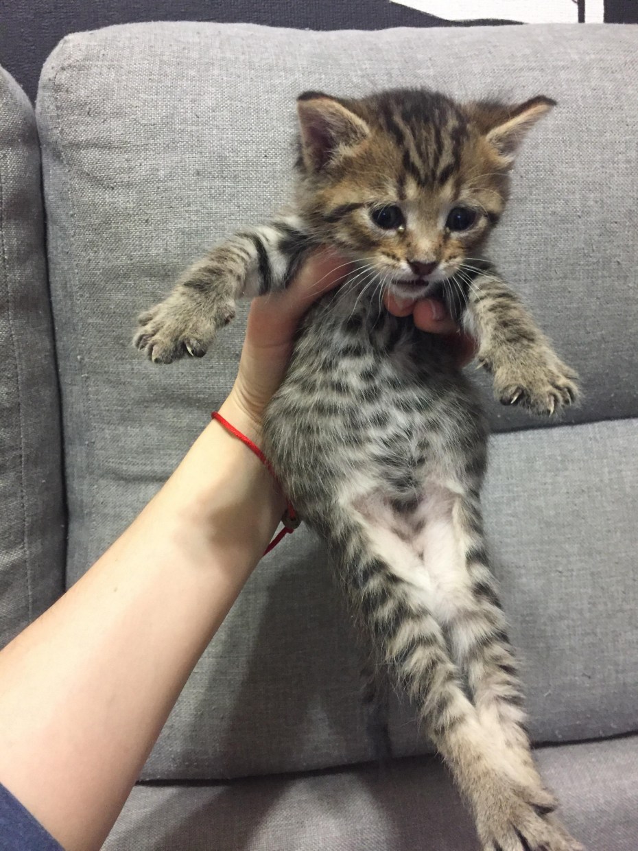 У котенка большой животик