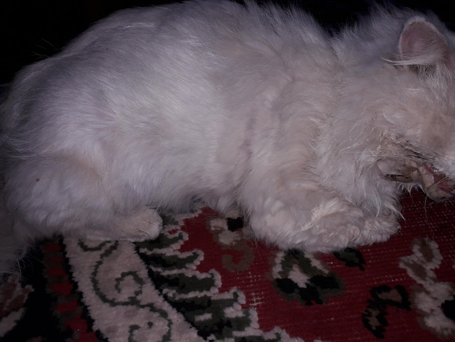 Кошачий животик